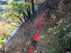 -六里坪国家森林公园