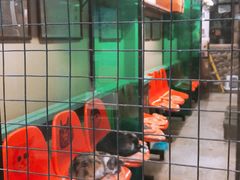 -猫咪博物馆(顶澳仔猫街店)