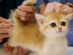 -御宝贝·A梦猫科宠物医院(国际猫友好医院)