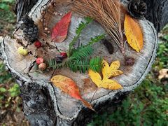 -国家植物园南园