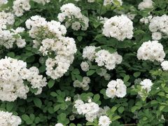 -廊坊文化艺术中心