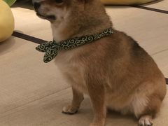 -逗柴咖啡屋·狗咖猫咖宠物桌游