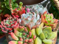 -FEI FEI FLOWER鲜花店·气球派对·宝宝宴布置(虹口德必运动Loft店)