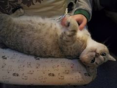 -猫色咖啡·猫咖
