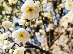 -梅花山(明孝陵内)