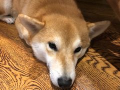 -柴务处·柴犬主题狗咖