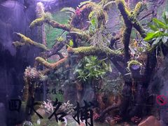 -正佳雨林生态植物园
