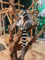 -Zoolung Zoolung动物主题公园(海信广场店)