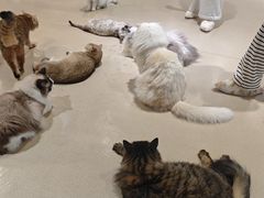 -藏猫猫咖啡主题馆(中央大道店)