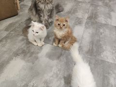 -楼上猫咖(罗湖店)
