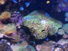 -悉尼海洋生物水族馆