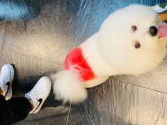 -Goku PET SHOP宠物视觉生活馆(双井店)
