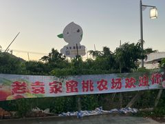 -老袁家蜜桃农场·阳山水蜜桃