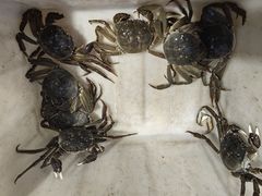 母蟹-黄记大闸蟹专卖店·活蟹·醉蟹