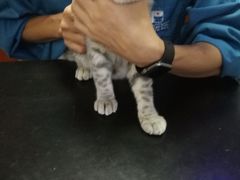 -安安宠医宠物医院·异宠·犬猫内科(岳阳分院)