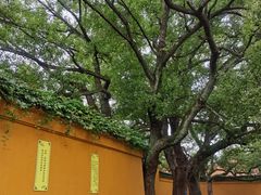 -西园戒幢律寺