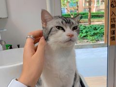 -李小姐の猫咖啡馆(五角场店)