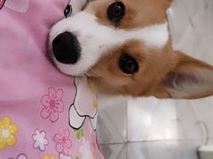-宠福鑫康馨动物医院·骨科·眼科
