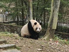 -都江堰中华大熊猫苑