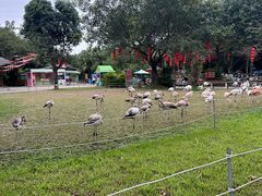 -广州长隆飞鸟乐园