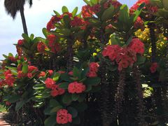 -八婆婆烧仙草(曾厝垵店)