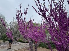 -元大都城垣遗址公园