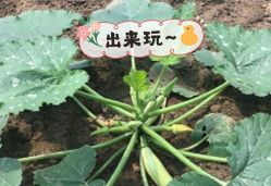 -麦粒鸟亲子游