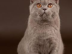 -李老爹香辣蟹(宣武门店)