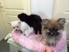 iphone_upload_pic-A+摄影