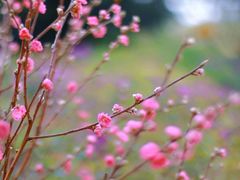 -南国桃园旅游度假区