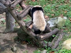 -都江堰中华大熊猫苑