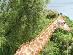 -广州长隆野生动物世界