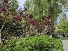 -大兴滨河森林公园