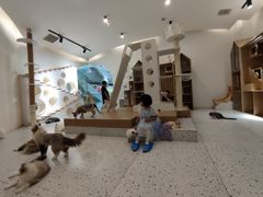 -猫域·湾主题猫咖·宠物吧(南坪城市广场店)