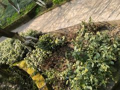 -南山植物园