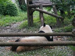 熊猫-成都大熊猫繁育研究基地