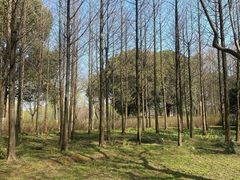 -贡湖湾湿地公园
