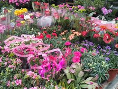 -曲阳花鸟市场(曲阳路店)