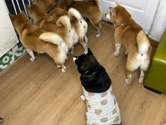 -是阿柴呀！柴犬咖啡·爱喵喵猫咖