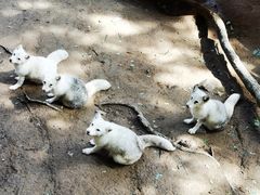 -西霞口神雕山野生动物世界