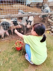 -上美四季动物农场