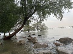 -宝安西湾红树林湿地公园