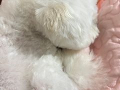 -安安宠医宠物医院·异宠·犬猫内科(岳阳分院)