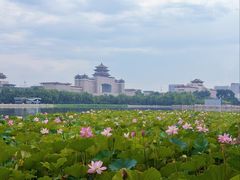 -莲花池公园