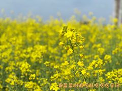 -光明小镇欢乐田园