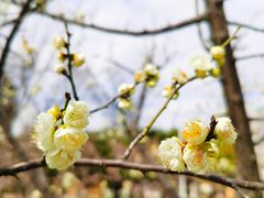 -新虹桥中心花园