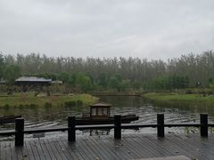 -合肥滨湖国家森林公园