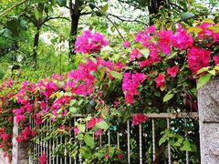 集美学村-集美学村