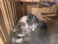 -Mr.Fox狐狸先生超级密室(南山店)