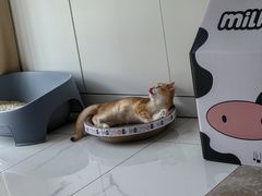 -联合动物医院(光谷诊疗中心)